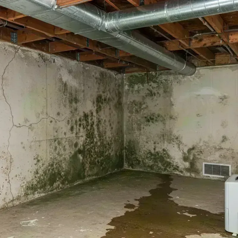 Professional Mold Removal in Lucerne Valley, CA